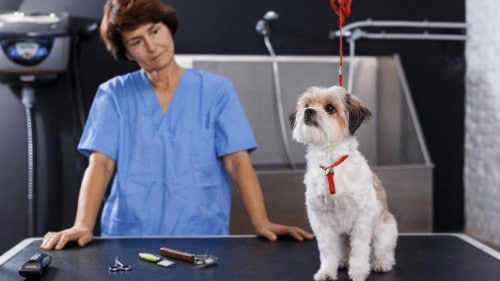 how to keep a dog calm while grooming