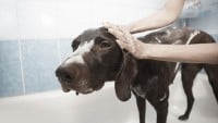 how to keep a dog calm while grooming