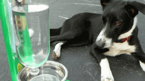 how to make a dog water bottle stand