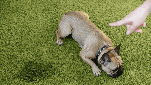 Home remedies for cleaning pet urine from carpet