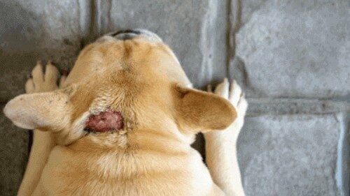 What causes hot spots on dog