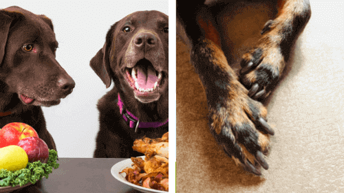 home remedies for rough dog paws