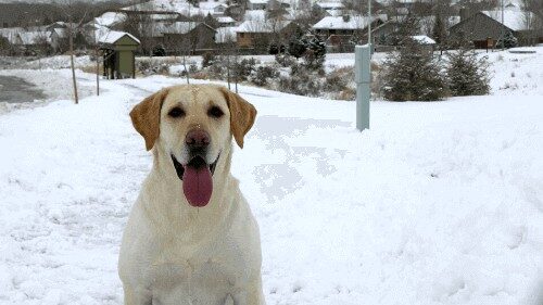 how cold is too cold for labs