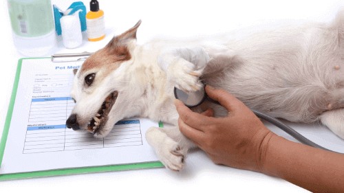 when to euthanize a dog with hemangiosarcoma