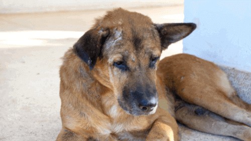 the right time when to euthanize a dog with hemangiosarcoma is necessary