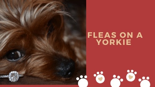 how to get rid of fleas on a yorkie