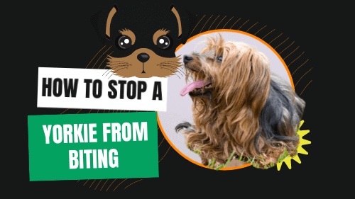 how to stop a yorkie from biting