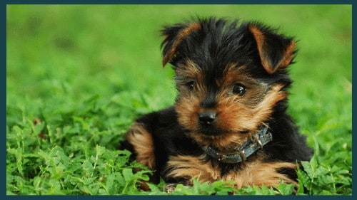 when do yorkie puppies stop growing