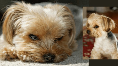 why do yorkies lick their paws