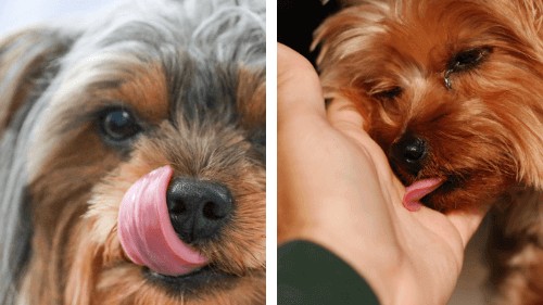 why do yorkies lick their paws