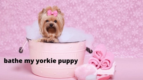 how to bathe my yorkie puppy