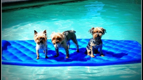 How to teach a Yorkie to swim? Need a short kiddie pool. Keep the temperature of the water near 25.5 degrees Celsius.