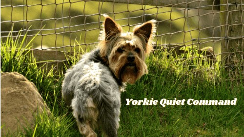 how to train yorkie Quiet Command
