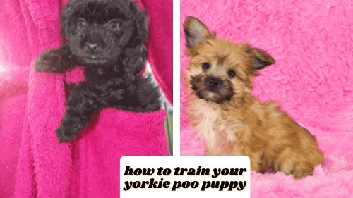 how to train your yorkie poo puppy
