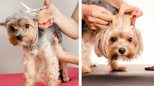 how to trim a yorkies face and ears