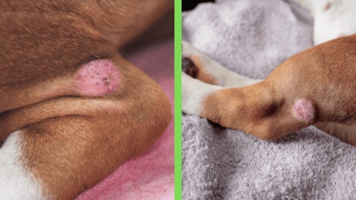 corgi dog Skin Problems