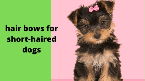  hair bows for short-haired dogs