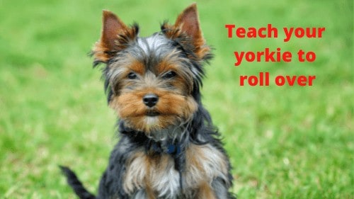 how to teach your yorkie to roll over