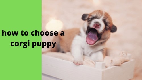 how to choose a corgi puppy