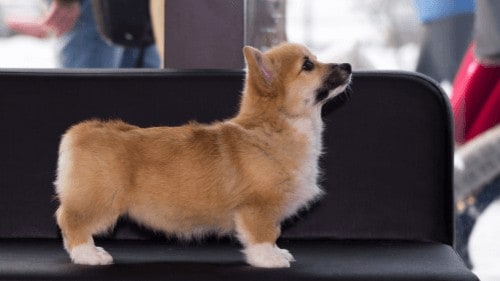 how to crate train a corgi puppy