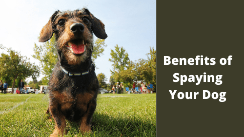 Benefits of Spaying Your Dog