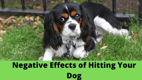 Negative Effects of Hitting Your Dog