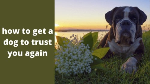 how to get a dog to trust you again