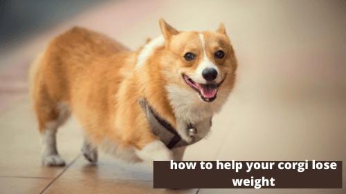 how to help your corgi lose weight