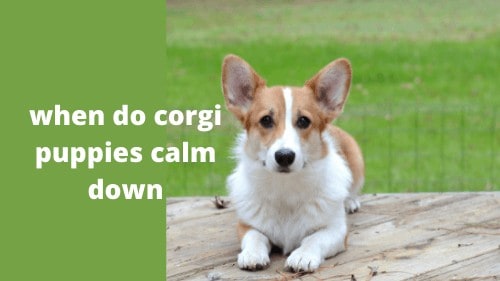 when do corgi puppies calm down