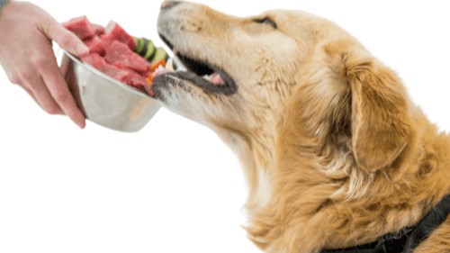 how often to worm a dog on raw diet