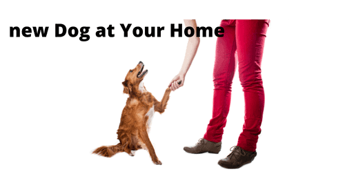 new Dog at Your Home