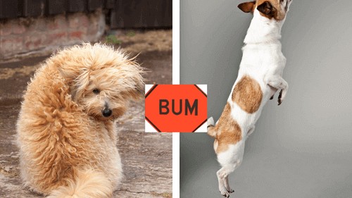 why do dogs show you their bum