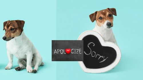 how do you apologize to your dog